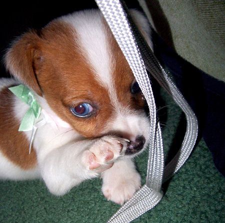 cutejrt2.jpg